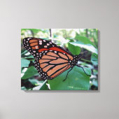 Mooie Monarch Butterfly Canvas Afdruk (Voorkant)