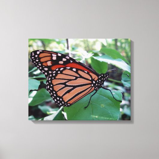 Mooie Monarch Butterfly Canvas Afdruk (Voorkant)