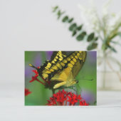 Mooie Monarch Butterfly foto Briefkaart (Staand voorkant)