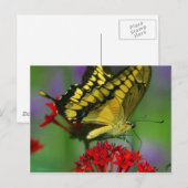 Mooie Monarch Butterfly foto Briefkaart (Voorkant / Achterkant)
