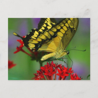 Mooie Monarch Butterfly foto Briefkaart