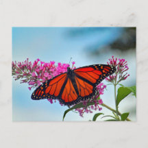 Mooie Monarch Butterfly foto