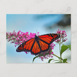 Mooie Monarch Butterfly foto Briefkaart