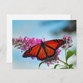 Mooie Monarch Butterfly foto Briefkaart (Voorkant / Achterkant)