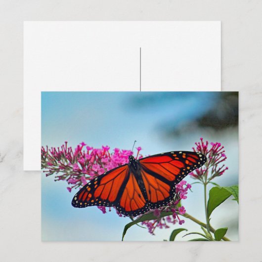 Mooie Monarch Butterfly foto Briefkaart (Voorkant / Achterkant)