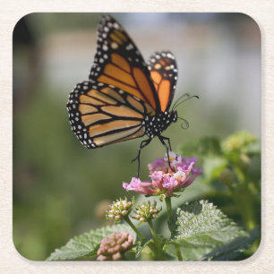 Mooie Monarch Butterfly Kartonnen Onderzetters