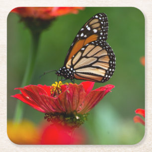 Mooie Monarch Butterfly Kartonnen Onderzetters