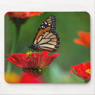 Mooie Monarch Butterfly Muismat