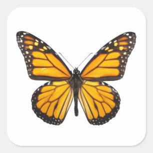 Mooie Monarch Butterfly Oranje zwart Vierkante Sticker