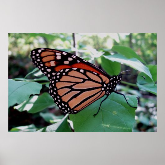 Mooie Monarch Butterfly Poster (Voorkant)
