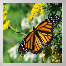 Mooie Monarch Butterfly