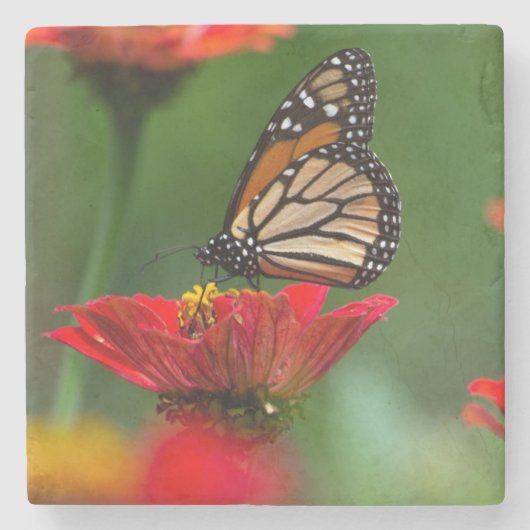 Mooie Monarch Butterfly Stenen Onderzetter (Voorkant)