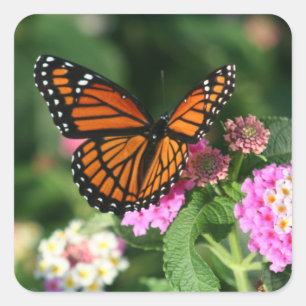 Mooie Monarch Butterfly Vierkante Sticker
