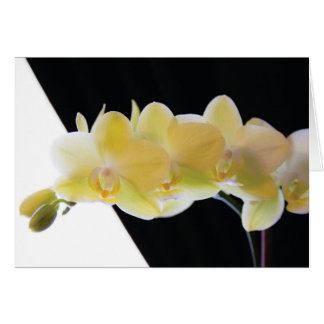 Mooie Morning Orchids