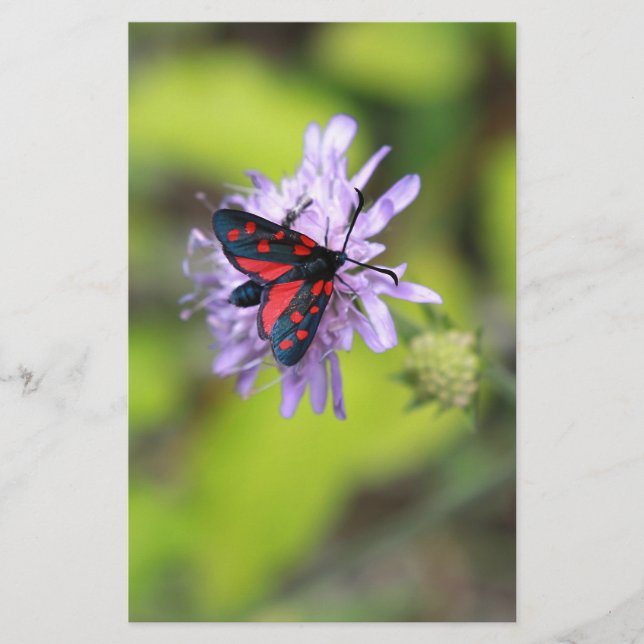 Mooie Moth (Voorkant)