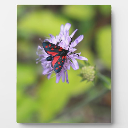 Mooie Moth Fotoplaat (Voorkant)