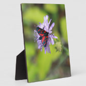 Mooie Moth Fotoplaat (Zijkant)
