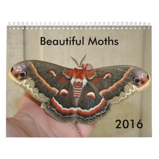 Mooie Moths Calendar 2016 Kalender (Hoes)
