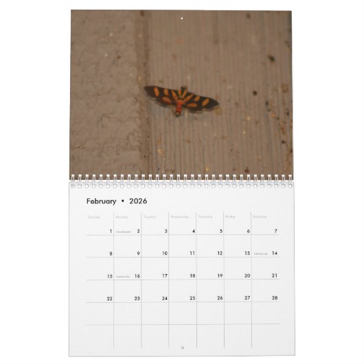 Mooie Moths Calendar 2018 Kalender (Feb 2026)