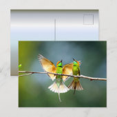 Mooie Motmot Bird op Branch Briefkaart (Voorkant / Achterkant)
