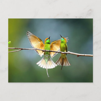 Mooie Motmot Bird op Branch Briefkaart