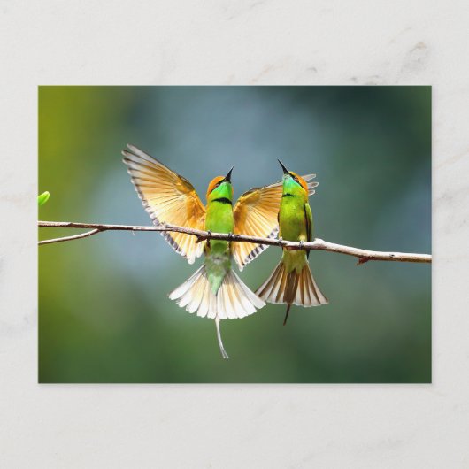 Mooie Motmot Bird op Branch Briefkaart (Voorkant)