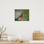 Mooie Mr Cardinaal Poster (Keuken)