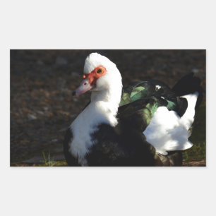 Mooie Muscovy Drakelet Rechthoekige Sticker