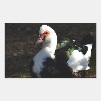 Mooie Muscovy Drakelet Rechthoekige Sticker