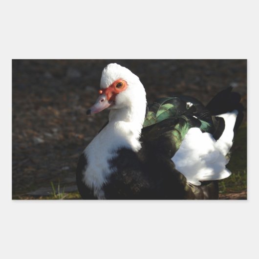 Mooie Muscovy Drakelet Rechthoekige Sticker (Voorkant)