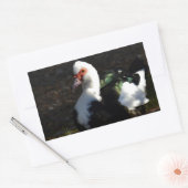 Mooie Muscovy Drakelet Rechthoekige Sticker (Envelop)