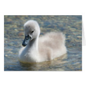 Mooie Mute Swan Ducking (Voorkant Horizontaal)
