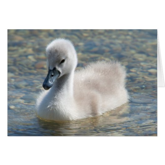 Mooie Mute Swan Ducking (Voorkant Horizontaal)