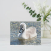 Mooie Mute Swan Ducking Briefkaart (Staand voorkant)