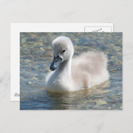 Mooie Mute Swan Ducking Briefkaart (Voorkant / Achterkant)