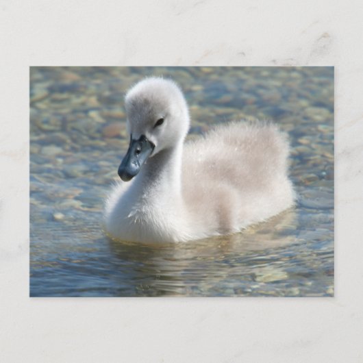 Mooie Mute Swan Ducking Briefkaart (Voorkant)