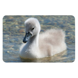 Mooie Mute Swan Ducking Magneet