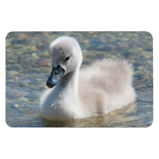 Mooie Mute Swan Ducking Magneet (Horizontaal)