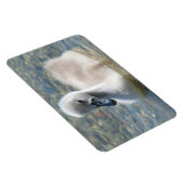 Mooie Mute Swan Ducking Magneet (Rechterzijde)