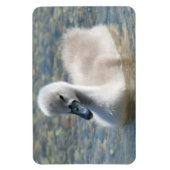 Mooie Mute Swan Ducking Magneet (Verticaal)