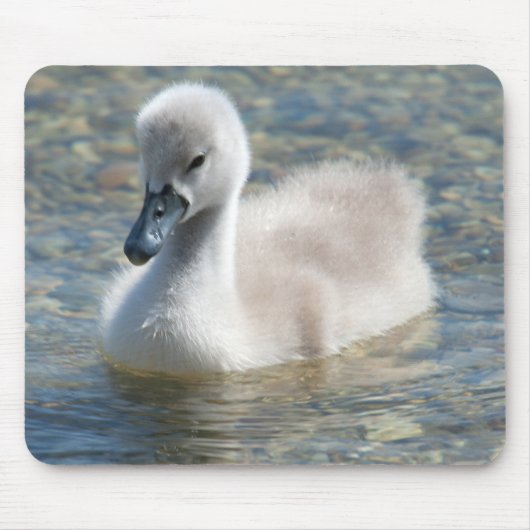 Mooie Mute Swan Ducking Muismat (Voorkant)