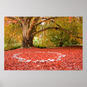 Mooie najaarse Herfst Natuur Fairy Ring Poster