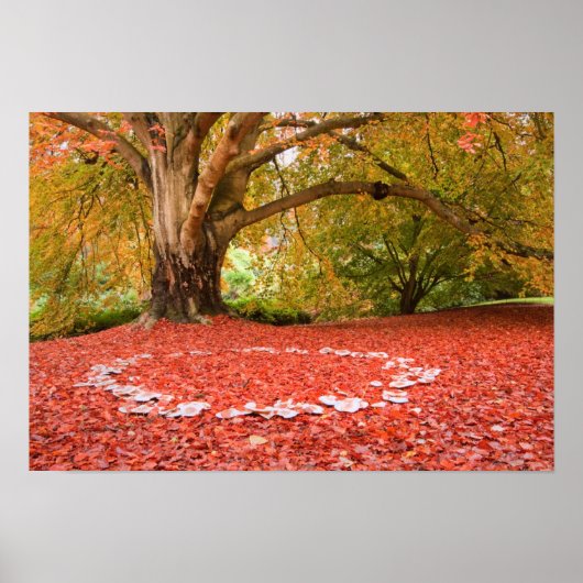 Mooie najaarse Herfst Natuur Fairy Ring Poster (Voorkant)