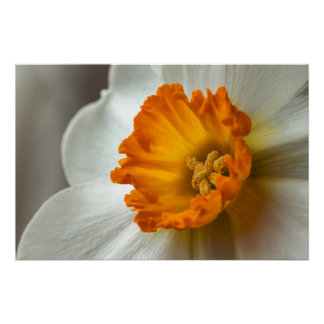 Mooie Narcissus Bloei Macro Perfect Poster