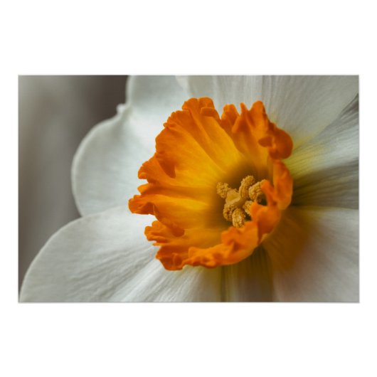 Mooie Narcissus Bloei Macro Perfect Poster (Voorkant)
