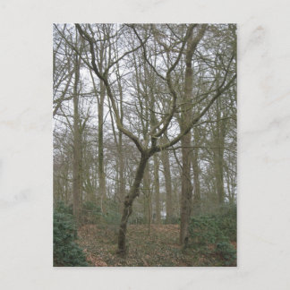 Mooie Natuur I, verzendt het Lelijke Collectie van Briefkaart