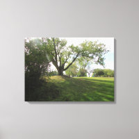 Mooie Natuur Landschap Bomen Fotografie Kunst