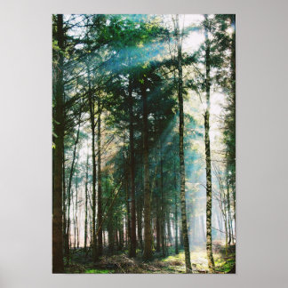 Mooie Natuur van de lentedag Trees Sun Poster
