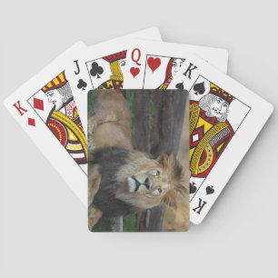 Mooie Noord-Afrikaanse leeuwerij Pokerkaarten