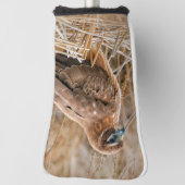 Mooie noordelijke Harrier Hawk in de moerassen Golfheadcover (Draai 90)